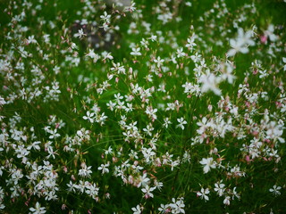 white flowers on green background