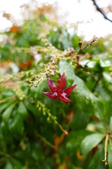 Cute Little Red Leaf Hanging On