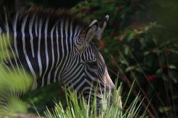 zebra hiding