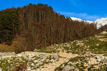 colorful winter woods in the Italian national park of Abruzzo