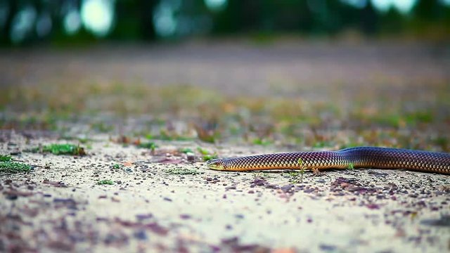 Close up shot following a snake slithering through sand path surrounded by dirt, grass and trees in the distance