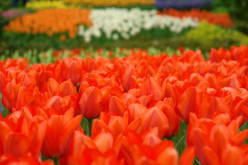 Fototapeta premium Red tulips, Keukenhof gardens, the Netherlands