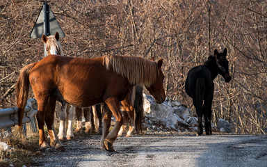 horses on the road in Prati Di Mezzo Italy