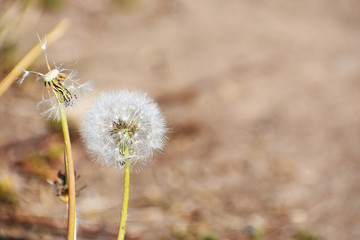 dandelion on soil background