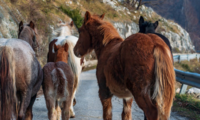 horses on winter mountain road in Prati Di Mezzo Italy