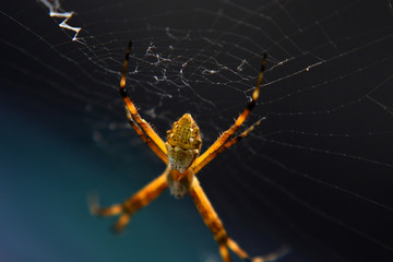 araña