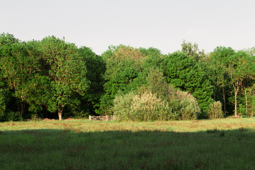 Parkside Fence With Trees