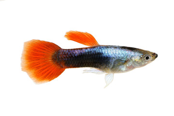 Guppy Poecilia reticulata colorful rainbow tropical aquarium fish 