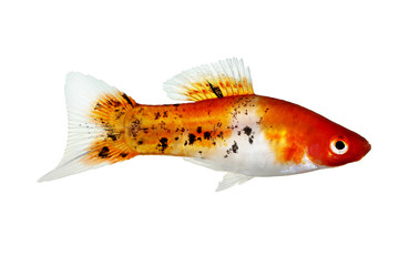 Obraz premium Koi Swordtail Xiphophorus Helleri Male aquarium fish isolated on white 