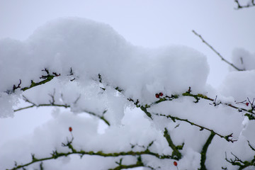 Winterworld
