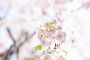 八重桜