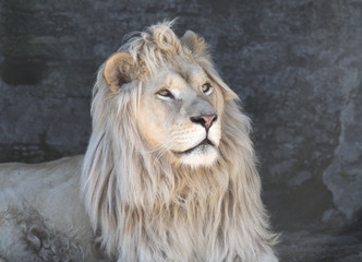 Lion blanc