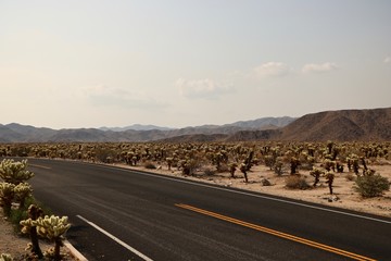 Cactus highway 