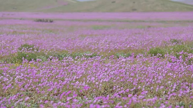Desierto florido Atacama