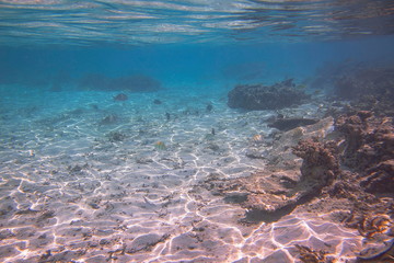 Underwater view of dead coral reefs and beautiful fishes. Snorkeling. Maldives, Indian ocean.
