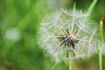 dandelion on green background grass bokeh