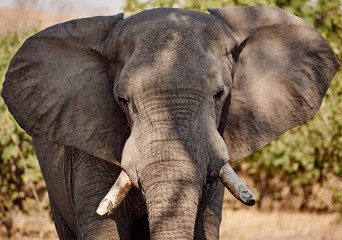 Obraz premium Portrait of elephant in the wild