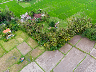 oblique view of lush green and wet muddy rice paddy fields  with shed and building for reference