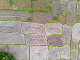 Vertical view of wet rice paddy fields with some trees for reference