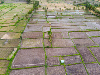 oblique view of wet muddy rice paddy fields  