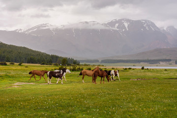 Fototapeta na wymiar Scenic view of Wild horses grazing on a meadow near a lagoon against Andes mountains range in Esquel, Patagonia, Argentina.