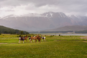 Scenic view of Wild horses grazing on a meadow near a lagoon against Andes mountains range in Esquel, Patagonia, Argentina.