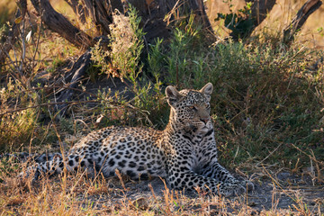Leopard lying in the savannah