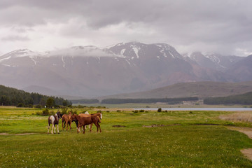 Fototapeta na wymiar Scenic view of Wild horses grazing on a meadow near a lagoon against Andes mountains range in Esquel, Patagonia, Argentina.
