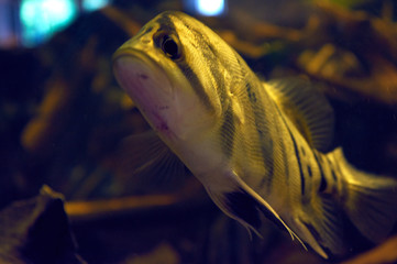 South American freshwater fish from the cichlid family in the aquarium.