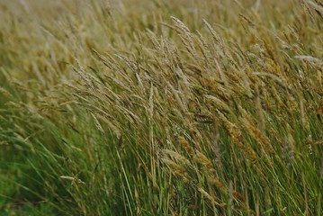 Full frame view of yellow green wild grass