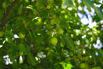 Obraz premium Green apple tree with lots of apples growing