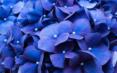 Closeup of flowers closeup