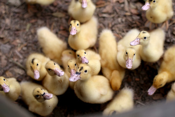 Ducklings waiting to be fed at a farm