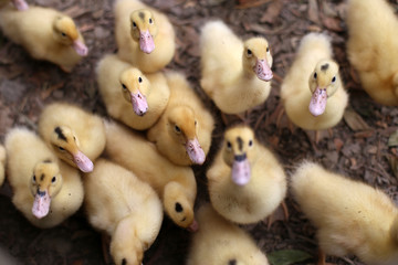 Ducklings waiting to be fed at a farm