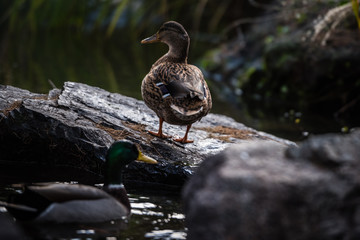 Duck from Phoenix French Park