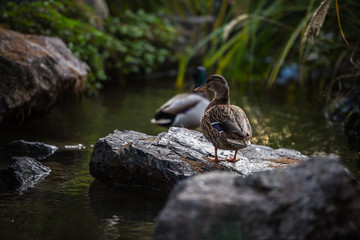 Duck from Phoenix French Park