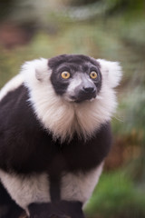 Lemur from Phoenix French Park