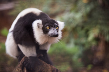Lemur from Phoenix French Park