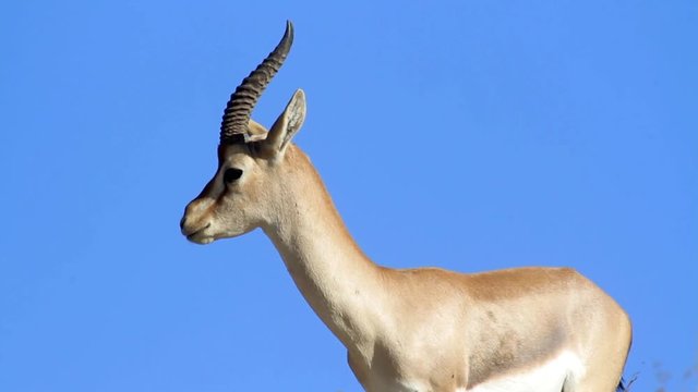 Israeli mountain gazelle Male Beautiful shot of Israeli mountain gazelle