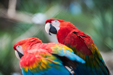 Fototapeta na wymiar Parrot bird from Phoenix Park in France