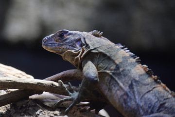 ガラパゴスリクイグアナ