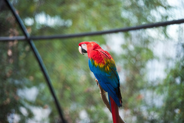 Parrot bird from Phoenix Park in France