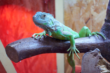 Green lizard sitting on a branch in a terrarium