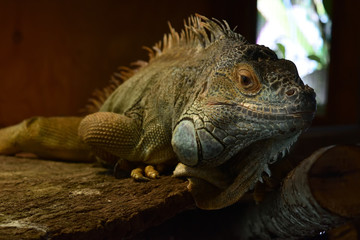 イグアナ
