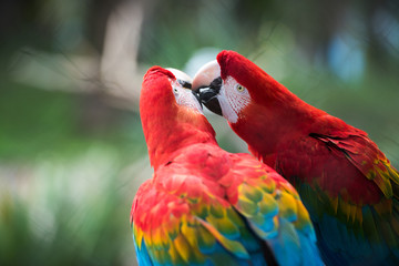Parrot bird from Phoenix Park in France