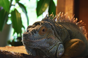 Obraz premium イグアナ