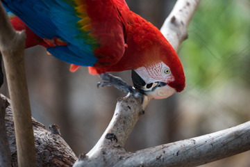 Parrot bird from Phoenix Park in France