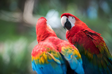 Obraz na płótnie Canvas Parrot bird from Phoenix Park in France