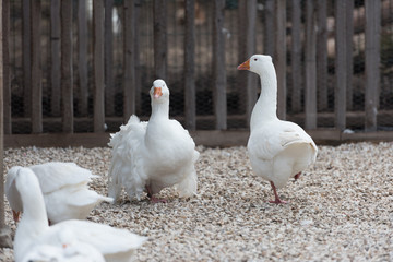 Domestic duck from Phoenix French Park