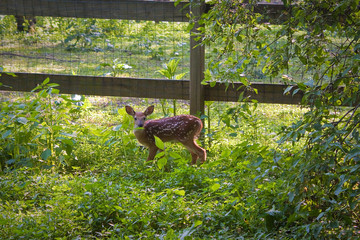 Fototapeta premium Fawn in the garden
